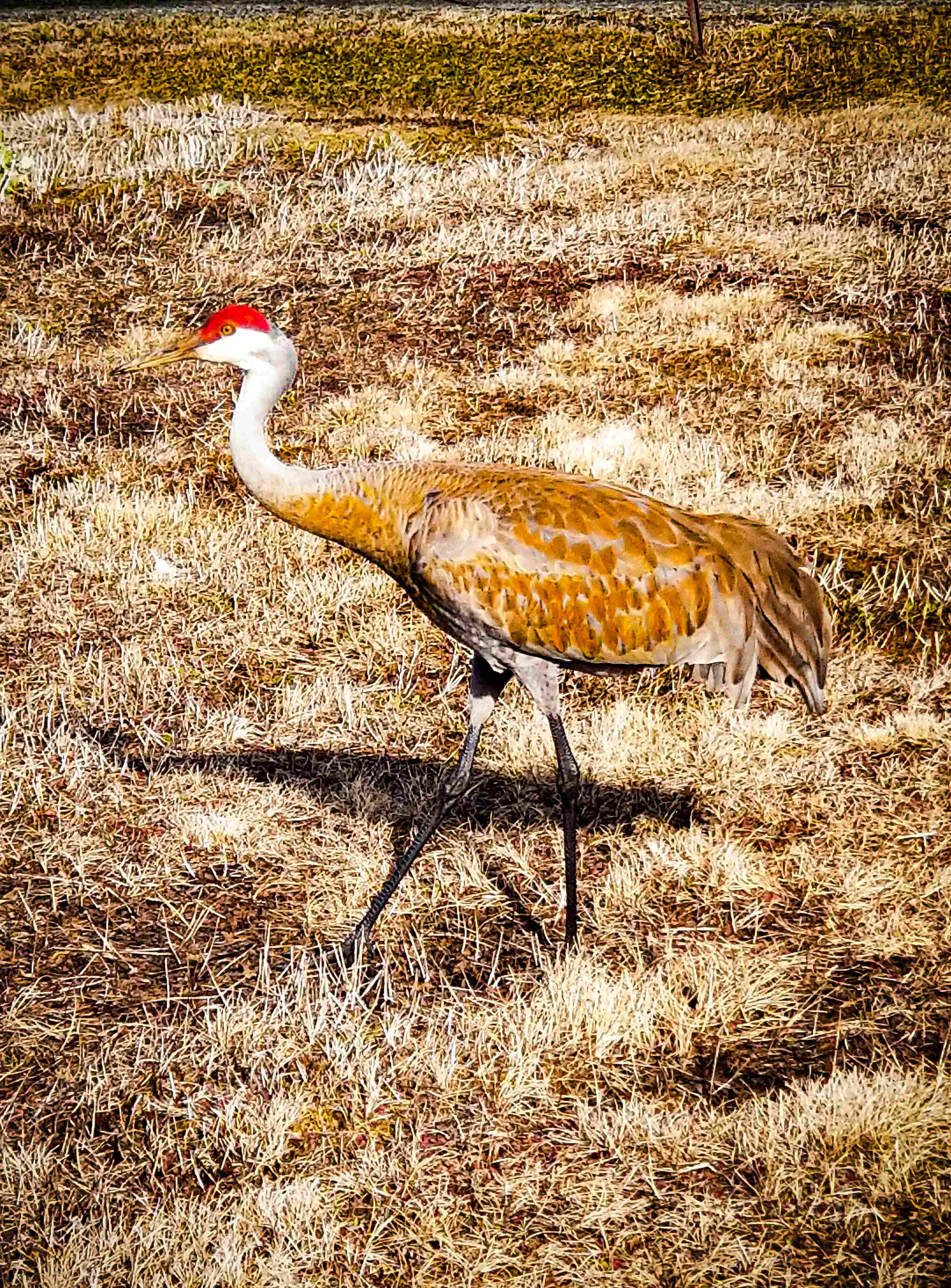 sand hill crane 2